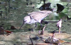 Calidris mauri