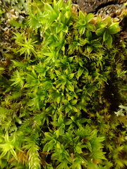 Syntrichia papillosa