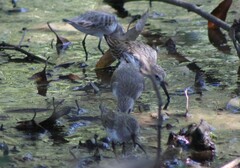 Calidris mauri