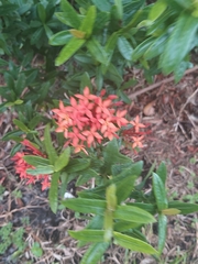 Ixora coccinea