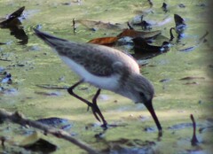 Calidris mauri
