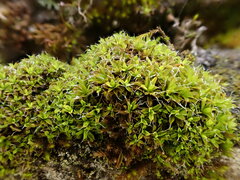 Syntrichia virescens