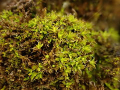 Syntrichia virescens
