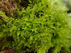 Syntrichia virescens