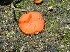 Scutellinia minor