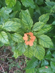 Crossandra