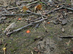 Scutellinia minor