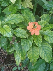 Crossandra