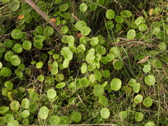Hydrocotyle verticillata