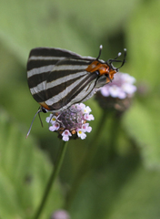Panthiades bathildis