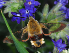Hemaris fuciformis