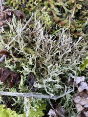 Cladonia scabriuscula