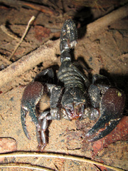 Pandipalpus viatoris