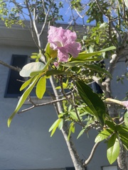 Tabebuia