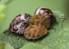 Orsilochides stictica