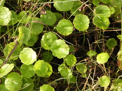 Hydrocotyle verticillata