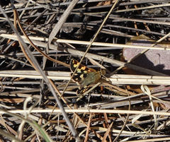 Carterocephalus argyrostigma
