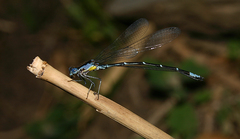 Chromagrion conditum