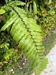 Nephrolepis biserrata