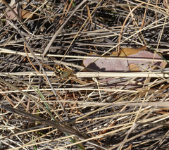 Carterocephalus argyrostigma