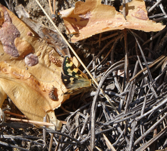 Carterocephalus argyrostigma