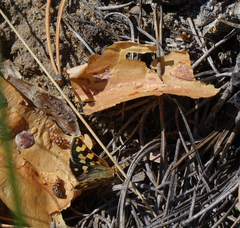 Carterocephalus argyrostigma