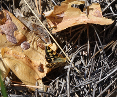 Carterocephalus argyrostigma