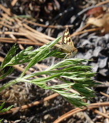 Carterocephalus argyrostigma