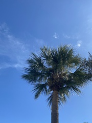 Sabal palmetto