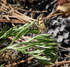 Carterocephalus argyrostigma