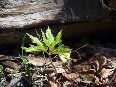 Cardamine enneaphyllos