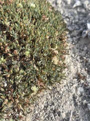 Eriogonum shockleyi