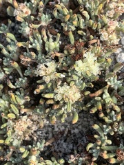 Eriogonum shockleyi