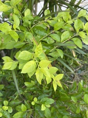 Duranta erecta