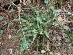 Asplenium macraei