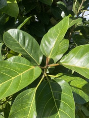 Ficus benghalensis