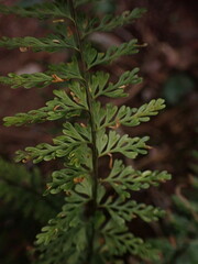 Asplenium macraei