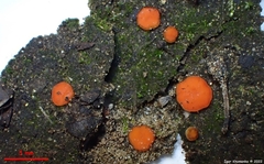 Scutellinia minor