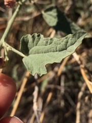 Sphaeralcea incana