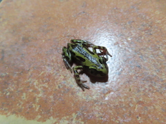 Kassina senegalensis