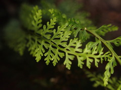 Asplenium macraei