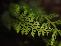 Asplenium macraei