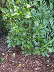 Psychotria nervosa