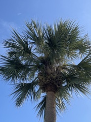 Sabal palmetto