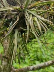 Anoplophytum