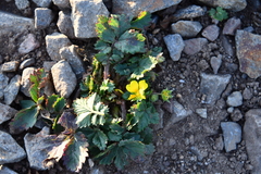 Potentilla fragarioides