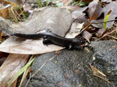 Ambystoma talpoideum