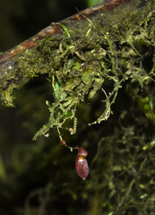 Specklinia