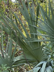 Serenoa repens