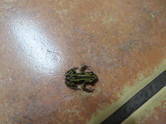 Kassina senegalensis